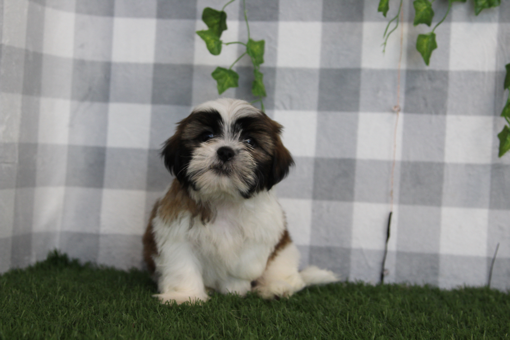 Flint - ACA Tri Male Shih Tzu Puppy - Image 2