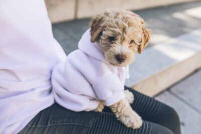 cockapoo puppy looking like a teddy bear wearing clothes