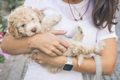 girl holding a cockapoo puppy with a leash