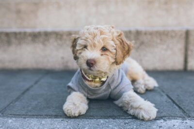 Cavapoo puppy dog on the street in the city