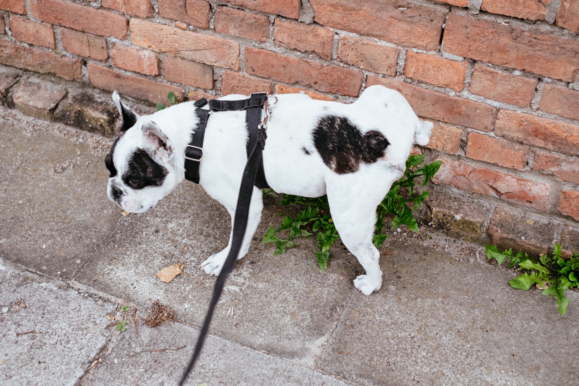 Potty Training Made Pawsitively Easy