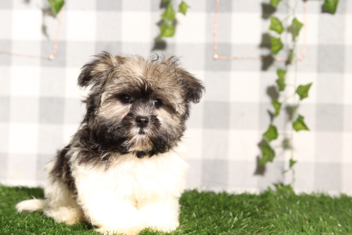 Gary - Brown/White ACA Male Havanese Puppy - Image 2