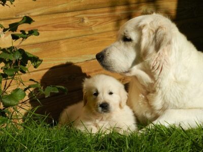 Golden Retriever Dog with Pup