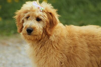 Goldendoodle haircuts