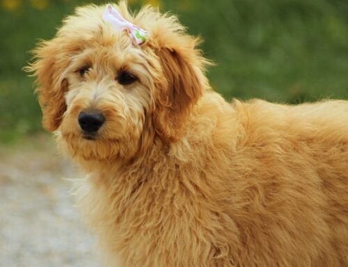 2024’s Must-Try Goldendoodle Haircuts for Ultimate Cuteness