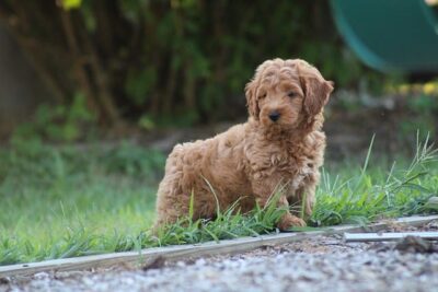 Goldendoodle pup on a grass