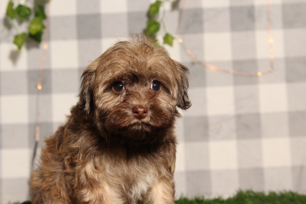 Goldie - Brown Female Havanese Puppy - Image 3
