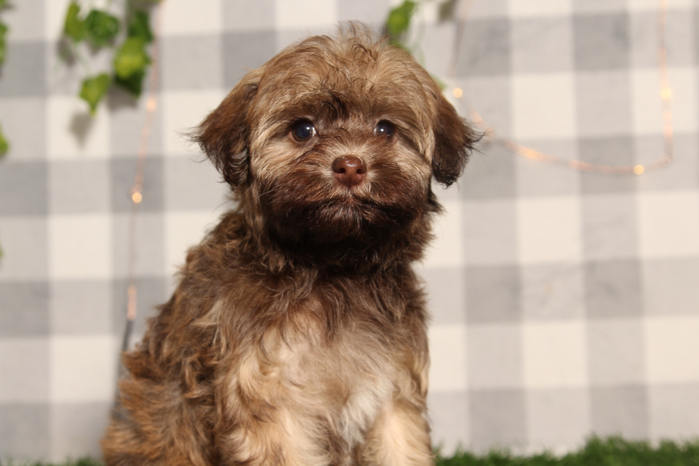 Goldie - Brown Female Havanese Puppy
