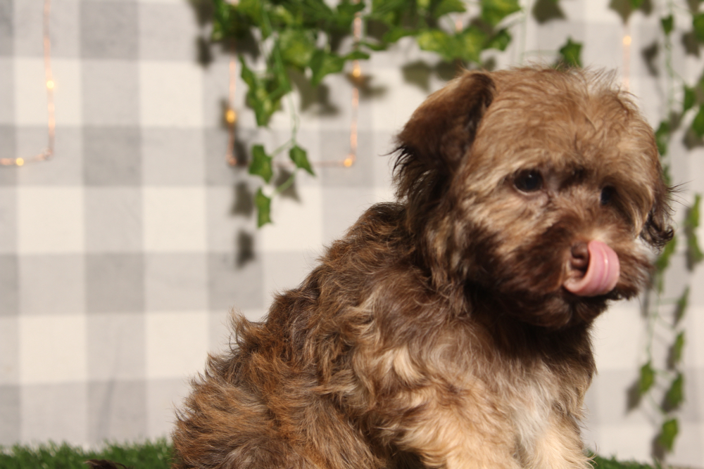 Goldie - Brown Female Havanese Puppy - Image 2