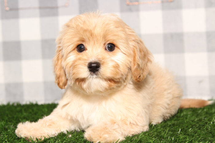 Grayson - Happy Red Male Cavapoo Puppy