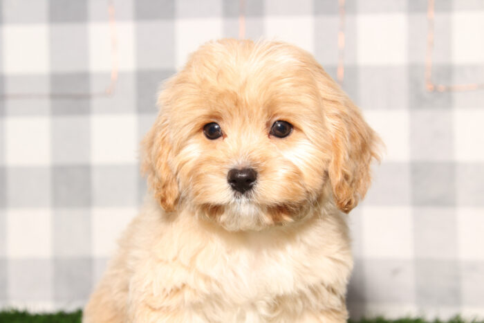 Grayson - Happy Red Male Cavapoo Puppy - Image 4