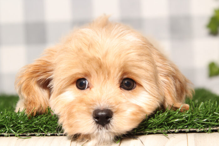 Grayson - Happy Red Male Cavapoo Puppy - Image 3