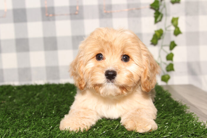 Grayson - Happy Red Male Cavapoo Puppy - Image 2