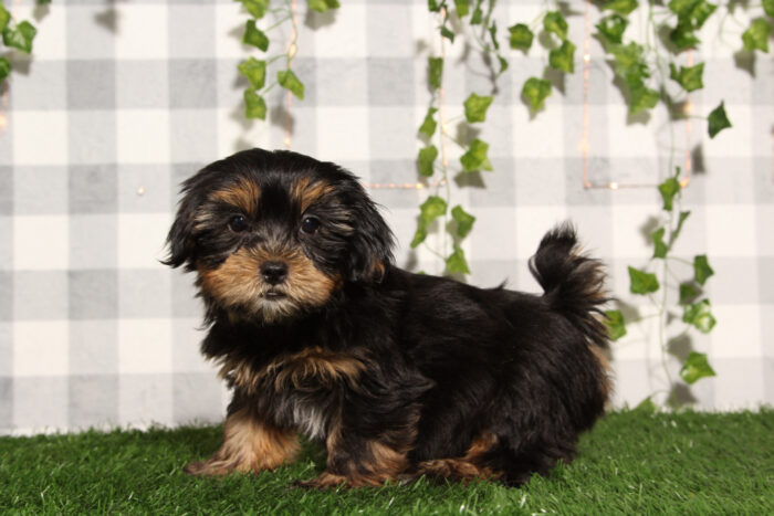 Gumball - Black/Tan Male Shorkie Puppy - Image 3