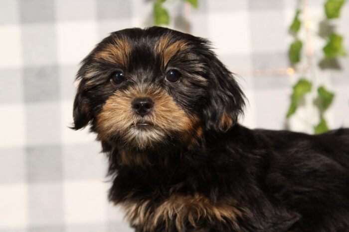 Gumball - Black/Tan Male Shorkie Puppy - Image 2