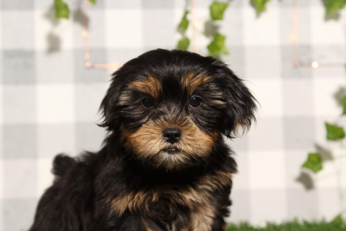 Gumball - Black/Tan Male Shorkie Puppy