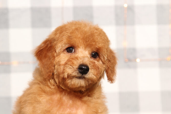 Gunna - Red Male F1B Mini Goldendoodle Puppy - Image 3