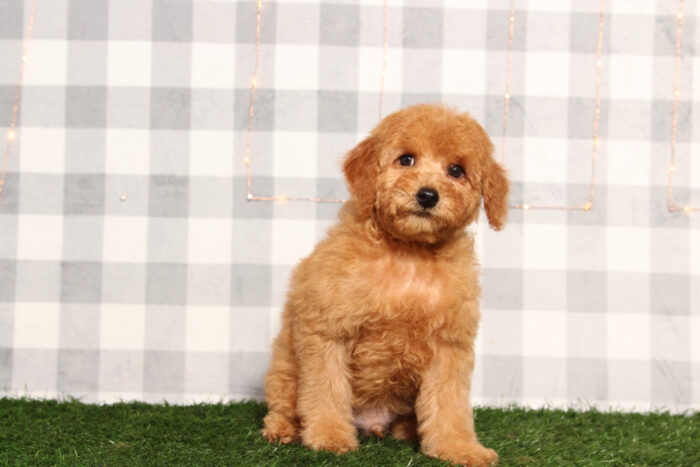 Gunna - Red Male F1B Mini Goldendoodle Puppy - Image 2