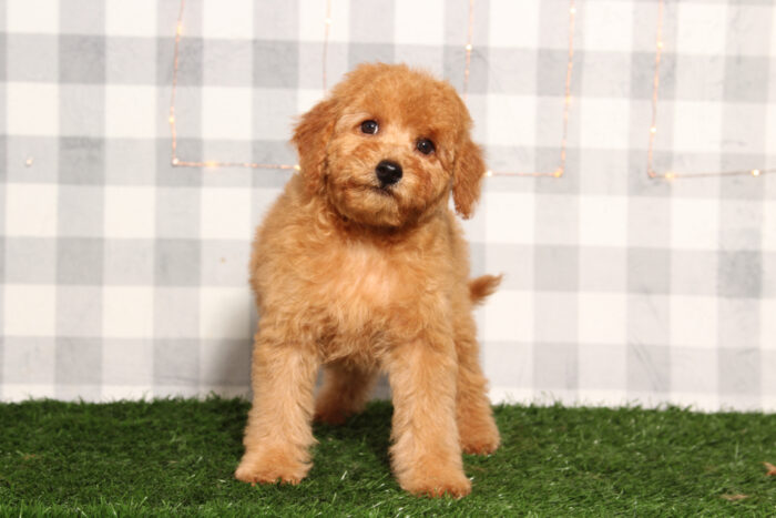 Gunna - Red Male F1B Mini Goldendoodle Puppy