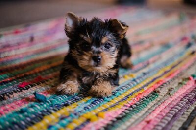 short coated tan and black puppy close up photography