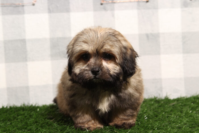 Hannah - Eager-to-please Sable Female Teddy Bear Puppy