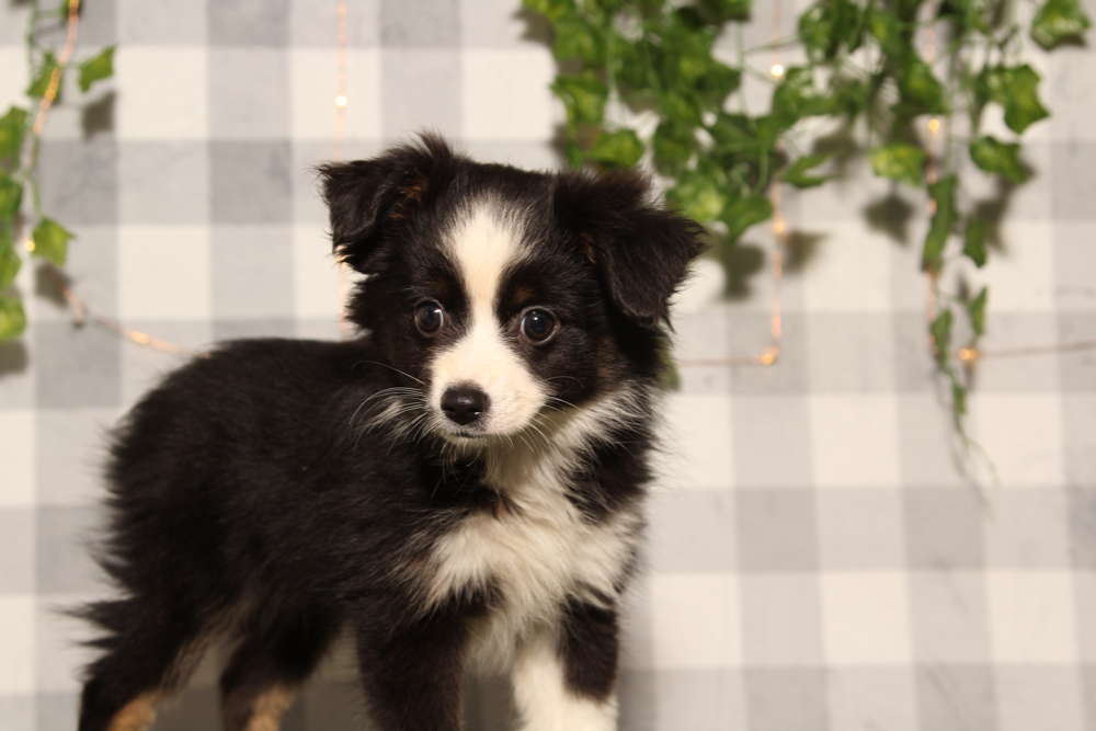 Hazel - Black/White Female Mini Australian Shepard Puppy - Image 3