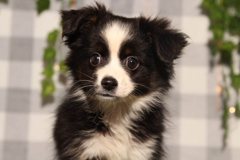 Hazel - Black/White Female Mini Australian Shepard Puppy