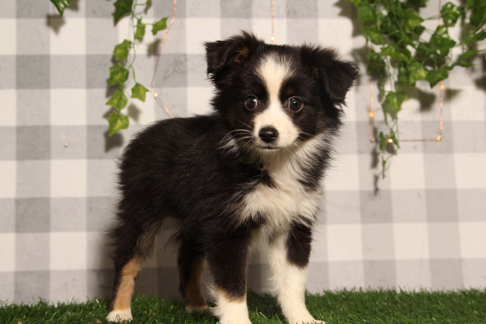 Hazel - Black/White Female Mini Australian Shepard Puppy - Image 2