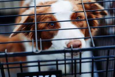 brown and white dog inside a cage