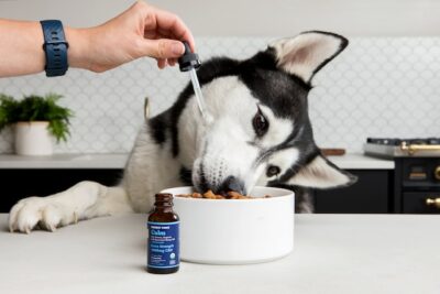 Owner giving CBD to the Dog