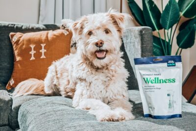 Dog with Dog Probiotics Supplement