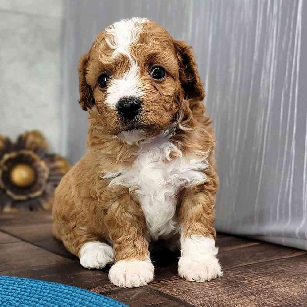 Hunter Shy Male Cavapoo Puppy Puppies Online