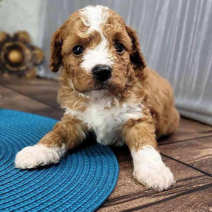 Hunter - Shy Male Cavapoo Puppy - Image 3