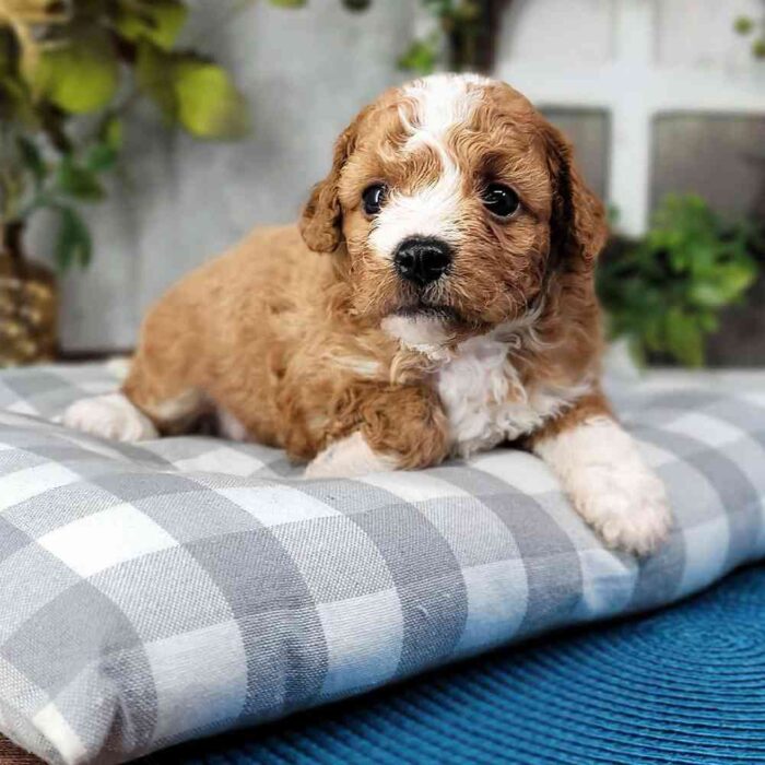 Hunter - Shy Male Cavapoo Puppy - Image 2