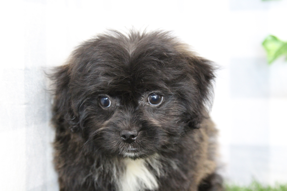 Illari - Black Female Shorkie Puppy - Image 2