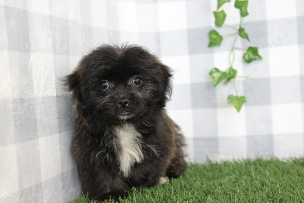 Illari - Black Female Shorkie Puppy