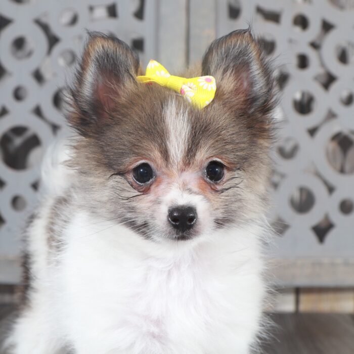 Maggie - Pretty ACA Female Pomeranian Puppy - Image 3