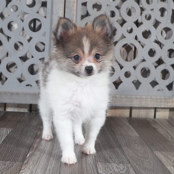 Maggie - Pretty ACA Female Pomeranian Puppy