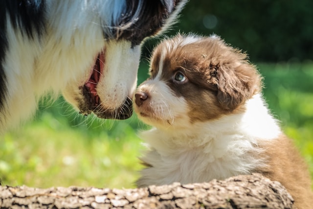 when can puppies leave their mom