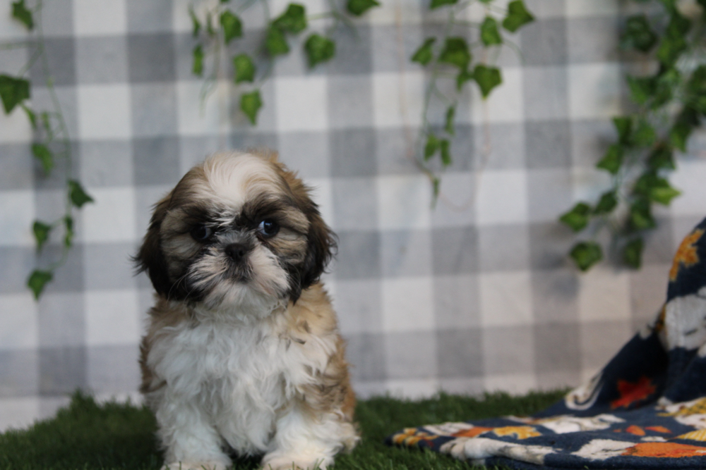 Javi - ACA Brown Male Shih Tzu Puppy