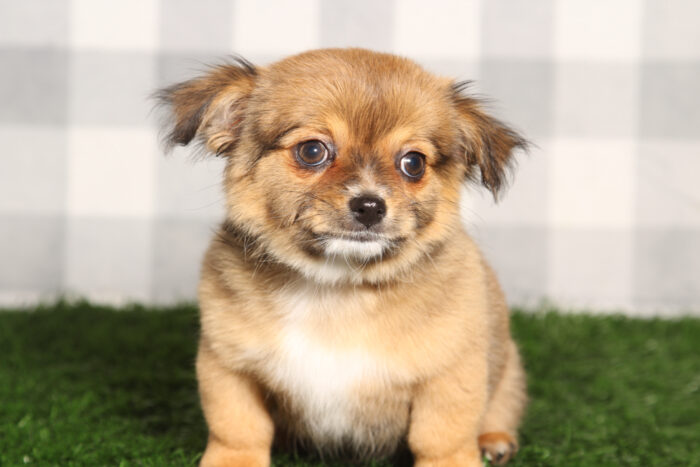 Javi-Tan/White Long Haired Male Chihuahua Puppy - Image 2