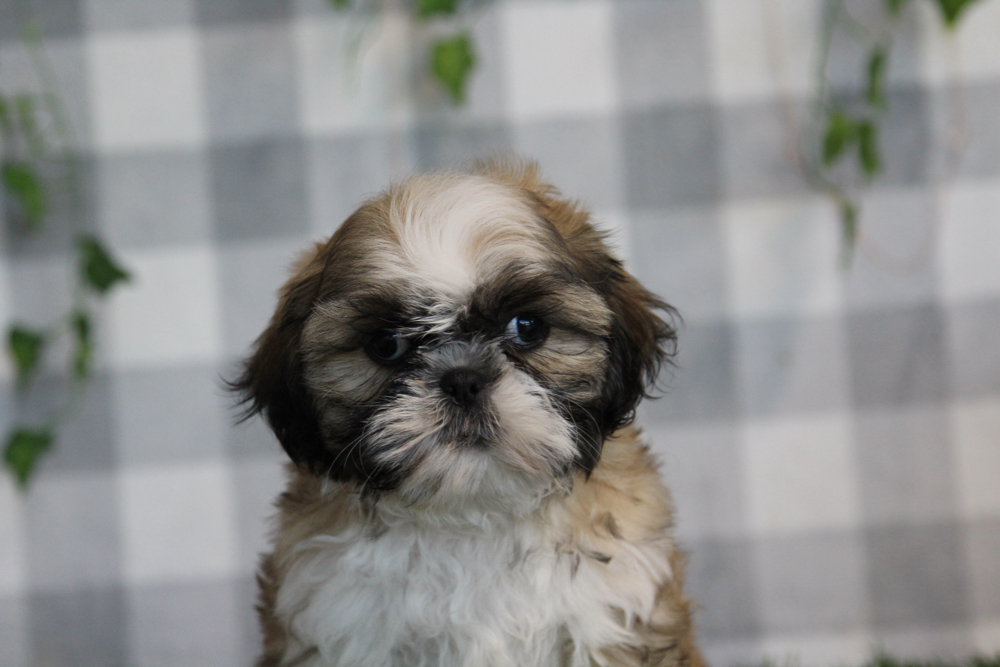 Javi - ACA Brown Male Shih Tzu Puppy - Image 4
