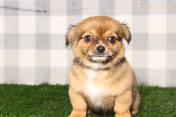 Javi-Tan/White Long Haired Male Chihuahua Puppy