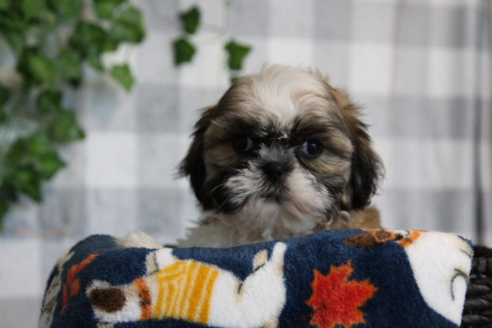 Javi - ACA Brown Male Shih Tzu Puppy - Image 3
