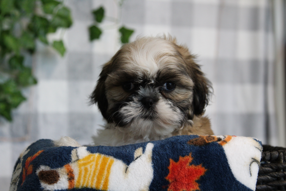 Javi - ACA Brown Male Shih Tzu Puppy - Image 2