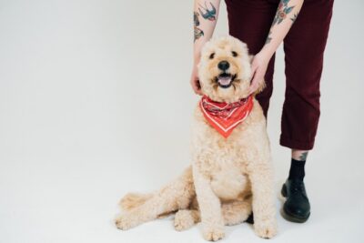 Owner with Goldendoodle in a studio