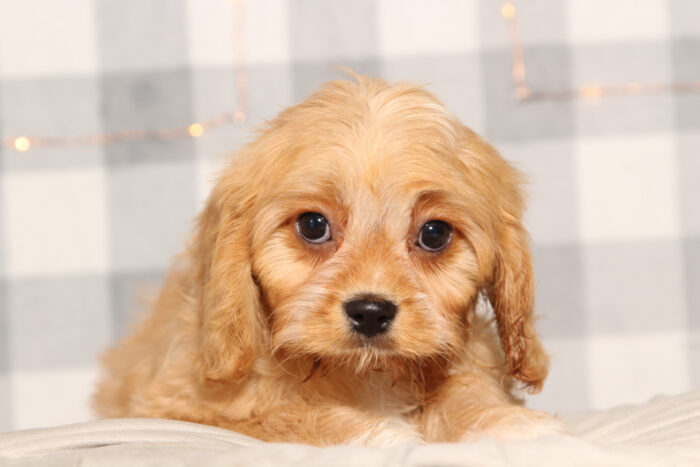 Jay - Happy Male Cavachon Puppy