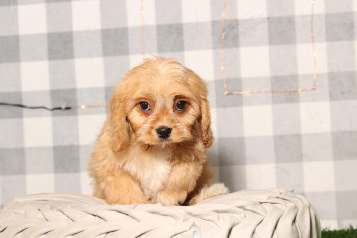 Jay - Happy Male Cavachon Puppy - Image 2