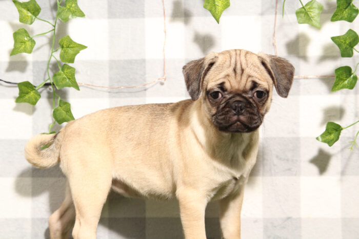 Jaz - Happy Fawn Female Pug Puppy - Image 3