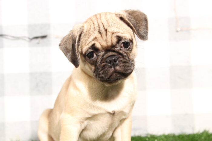 Jaz - Happy Fawn Female Pug Puppy